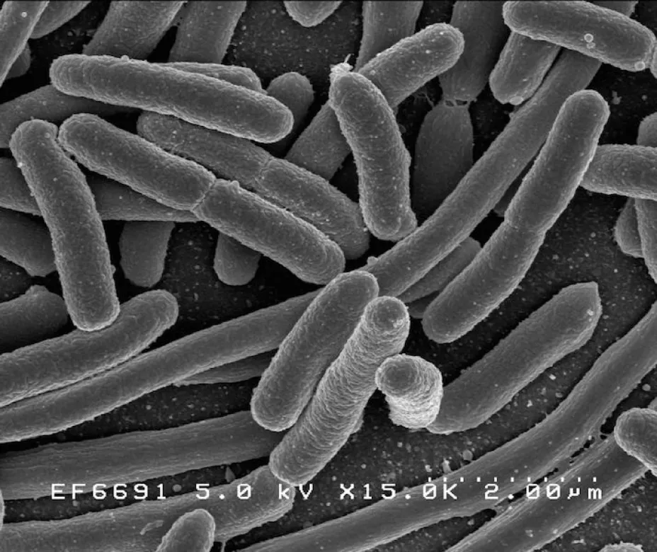 bacterias2.jpg