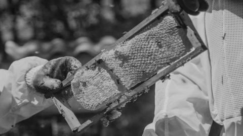 Fuertes lluvias ‘amargan’ dulce producción de miel en Campeche