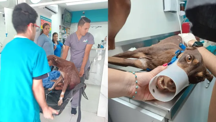 Perrita herida en Colinas de San Miguel, Culiacán