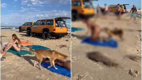 VIDEO Turista es mordida por un perro en una playa en Australia