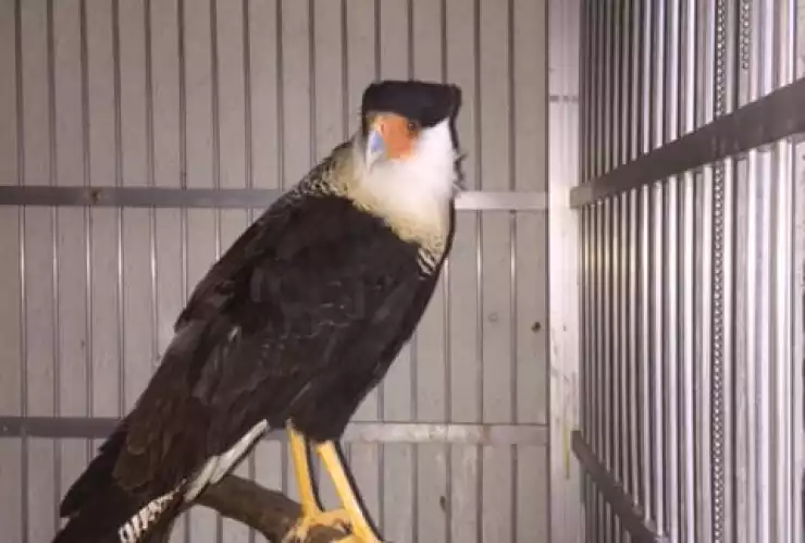 Decomiso especies Edomex