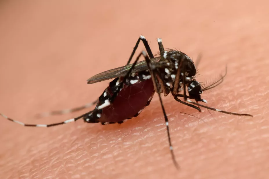 Mosquito Vasuta Thitayarak.jpg