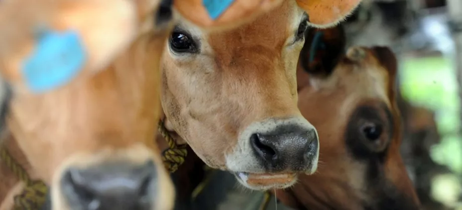 Fiebre aptosa ONU.jpg