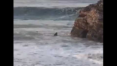 tiburones-oaxaca-turistas-acceso