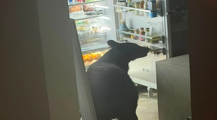 Oso entra a casa en Monterrey en San Pedro Garza García, abrió el refrigerador y se comió los tamales