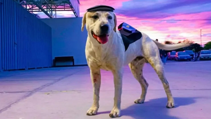 Asesinan a “Ingeniero” de un balazo, un perrito adoptado por universitarios en Puebla