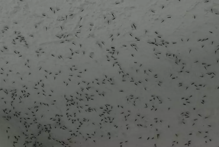 El ‘mosco bobo’ que afecta a Chetumal, ¿cómo puede afectarnos