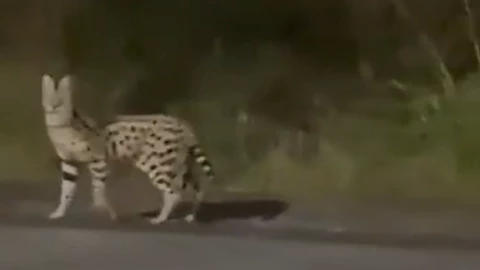 Serval africano .png