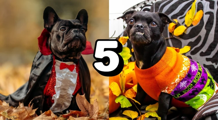 /mascotas/ideas-disfrazar-perro-halloween-sin-riesgo