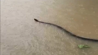 Serpiente inundación en Tailandia