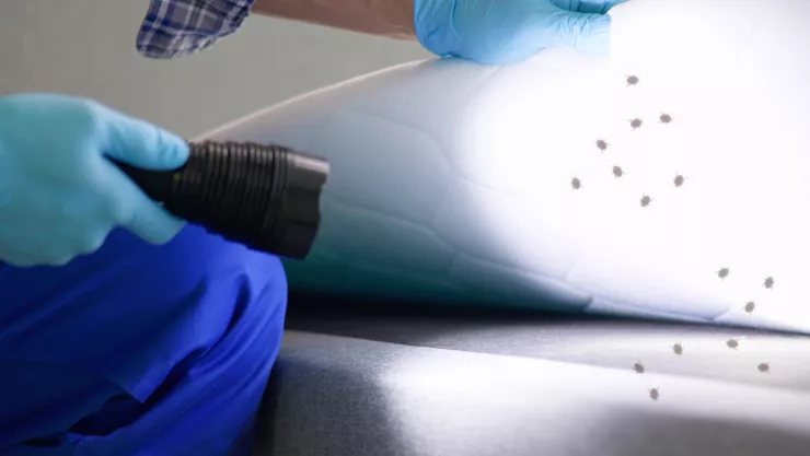 ¿Chinches en casa? Los 3 ingredientes MÁS eficaces para combatirlas