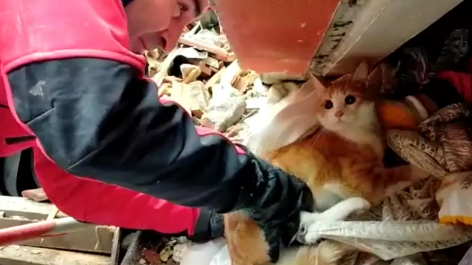 Gatito es rescatado de los escombros en Turquía