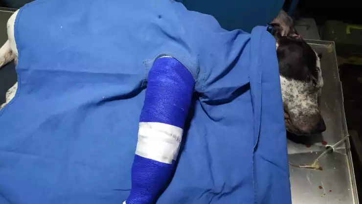 Temo se recupera de cirugía y el Metro CDMX le sigue buscando familia