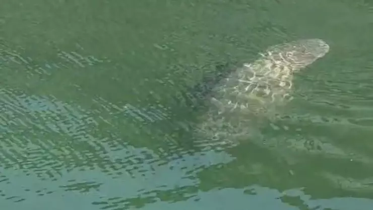 Captan a manatí y su cría en Puerto Cancún; piden extremar precauciones