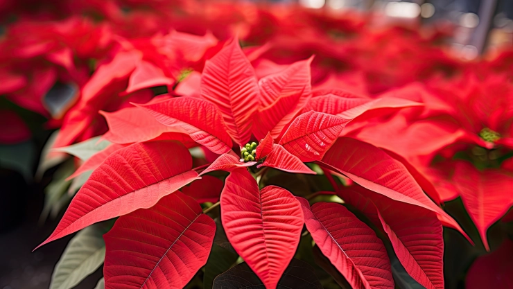 Llega la flor de nochebuena a San Juan del Río esta época decembrina