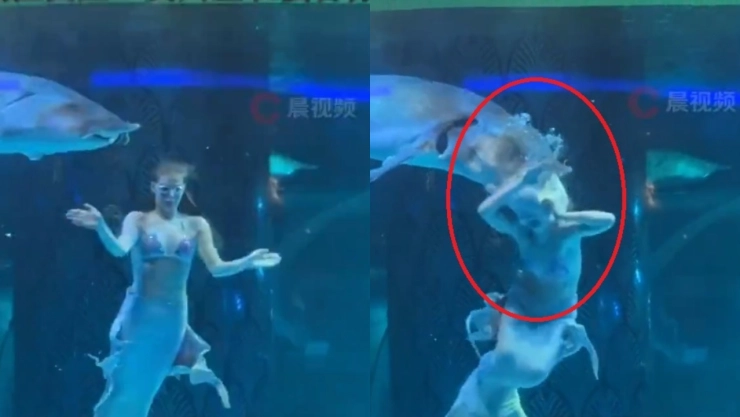 VIDEO: Así mordió un pez gigante a una actriz rusa en un acuario de China.