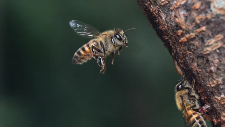 El nopal es indispensable para las abejas nativas de texas