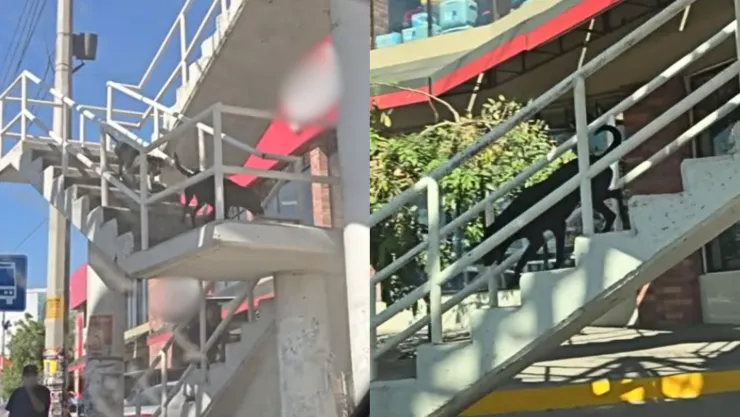 Captan a perritos usando un puente peatonal en Culiacán