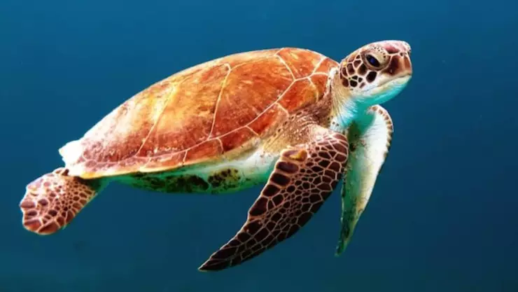 ¡Regresó luego de 36 años! Tortuga laúd desova en Xcacel Xcacelito