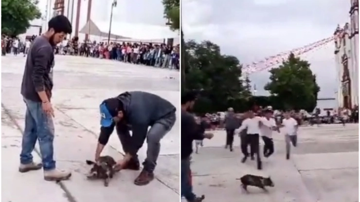 lastiman a puerquito