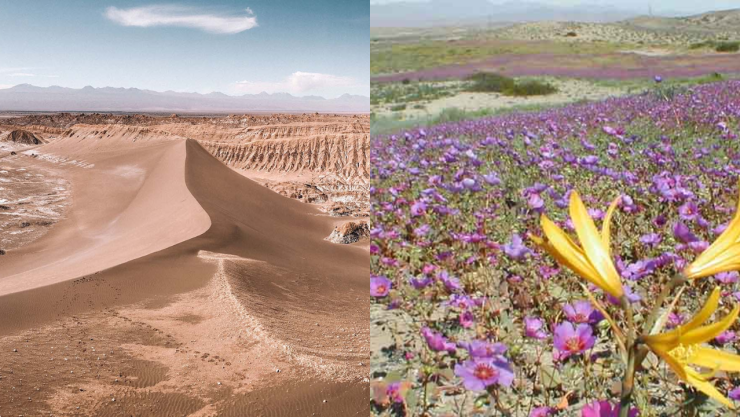 Efectos de “El Niño” despiertan al desierto más seco del mundo: Atacama se llena de flores tras lluvias históricas en Chile