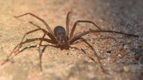 araña violinista en terracería.