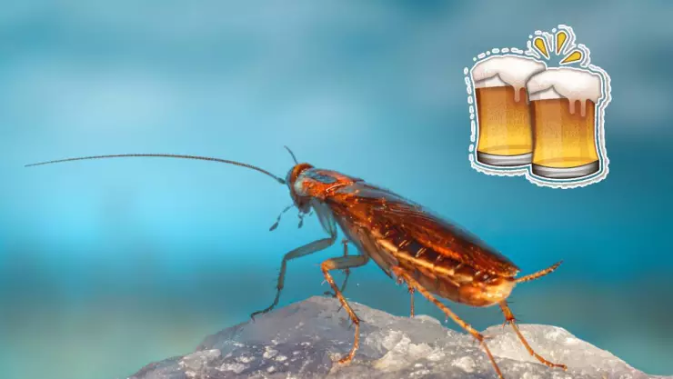 ¿La cerveza sirve para ahuyentar a las cucarachas_