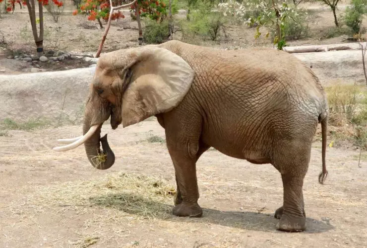 Por estas razones apodan a Ely, como “la elefanta más triste del mundo”