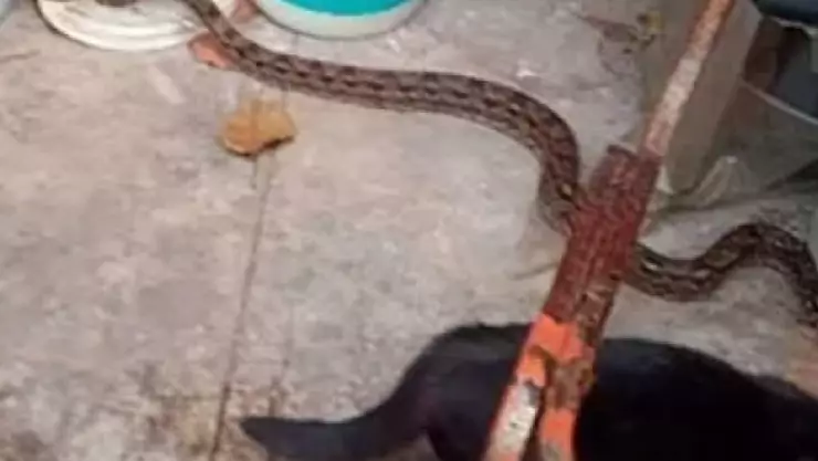 ¡Tremendo susto! Encuentran enorme SERPIENTE en casa de Yucatán; así fue el momento