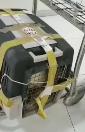 Lucas perrito