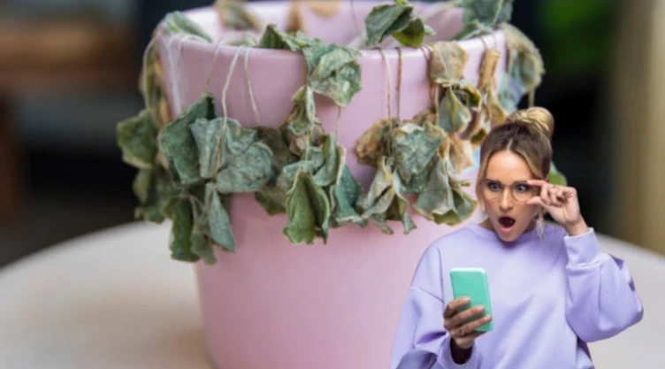 El truco casero que revive plantas secas en solo 24 horas