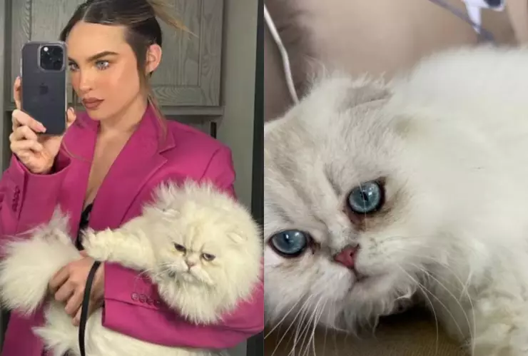 ¿Cuánto cuesta la raza del gato de Belinda que desapareció?