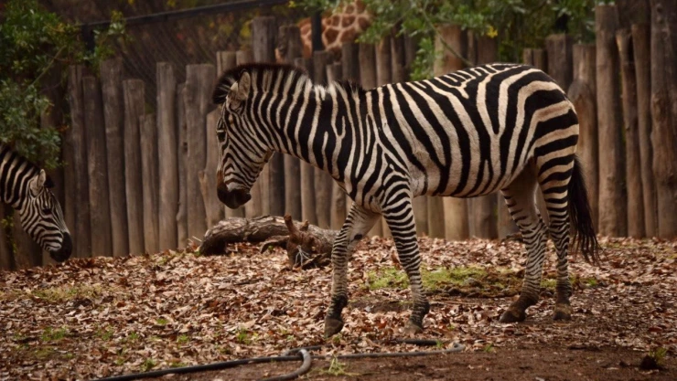 cdmx-muere-cebra-karo-del-zoologico-chapultepec