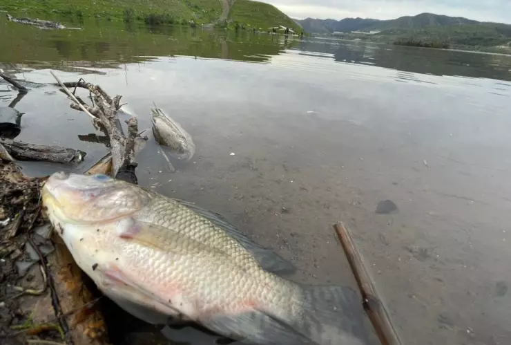 Amanecen peces muertos en la presa Abelardo L. Rodríguez Tijuana