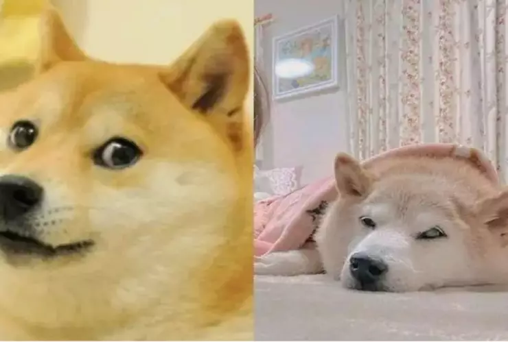 perrito cabo de los memes delicado de salud