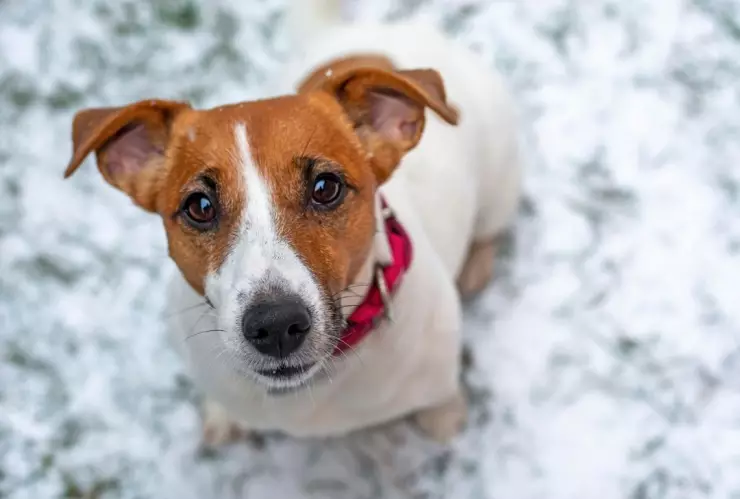 Perrito guia de Airbnb