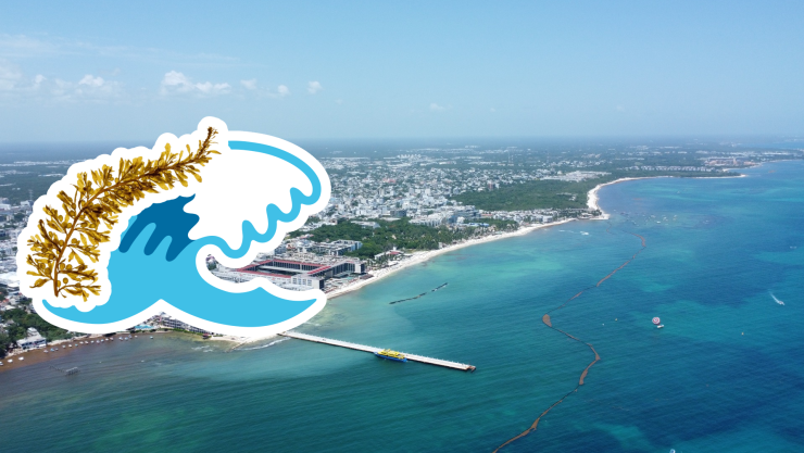 Playas libres de sargazo en Quintana Roo HOY 24 de agosto de 2025_ Lista desde Holbox, Cancún y hasta Tulum.jpg