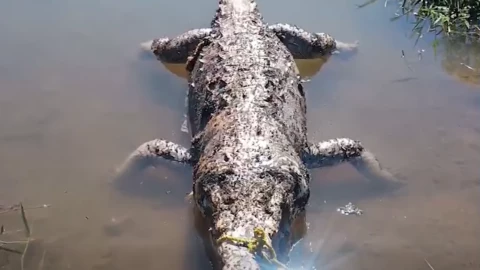 Encuentran cocodrilo asesinado con 18 impactos de bala en Sinaloa.png