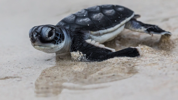 Tortugas marinas en Panamá