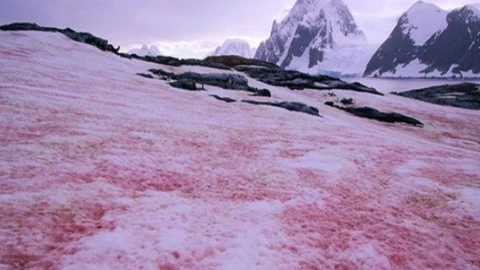 nieve sangre fenomeno