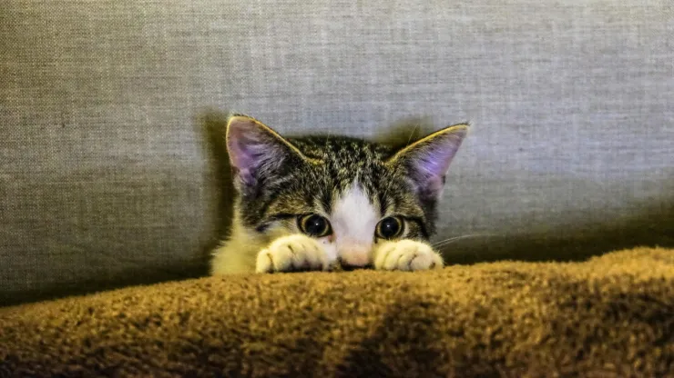 Asesino de 76 gatos fue sentenciado a 14 meses de prisión por crueldad animal en Corea del Sur