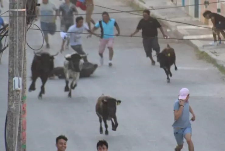 Realizan Pamplomuchada en Campeche; sueltan a vaquillas a las calles