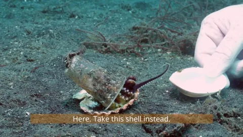 Buzo, pulpo bebé, vaso de plástico, concha b.jpg