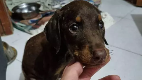 Los 8 síntomas del parvovirus canino en Yucatán y qué debes hacer si aparecen en tu lomito