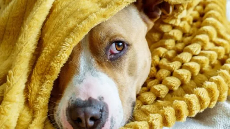 Perros_frío_México_2024