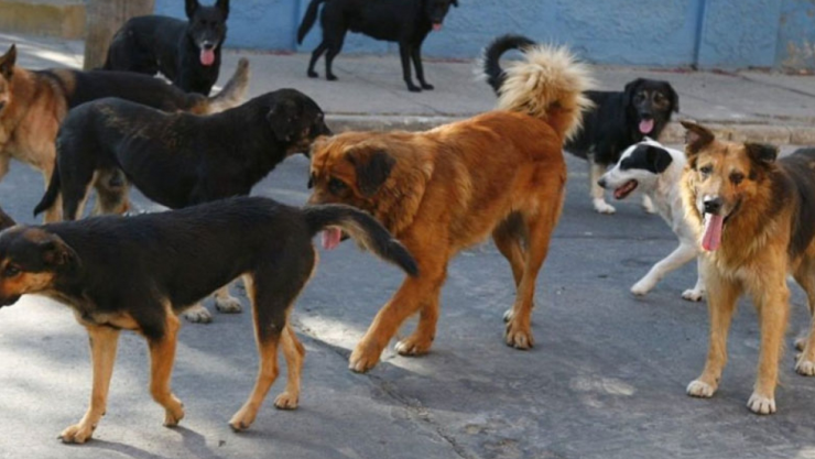 Policías detienen a una mujer por cometer actos de crueldad contra 6 perritos