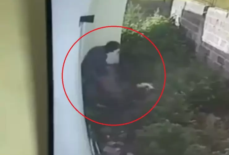 ladrón atacado perro pitbull