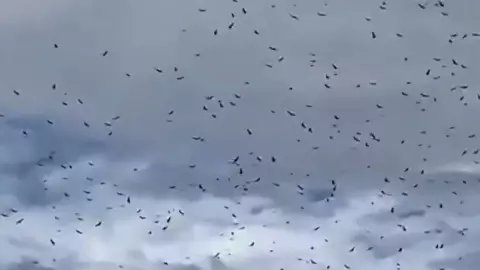 Captan presuntos zopilotes en cielo de Poza Rica.