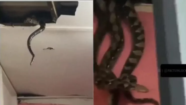 VIDEO: ¡Terrible sorpresa! Encuentran nido de enormes serpientes al interior de una casa
