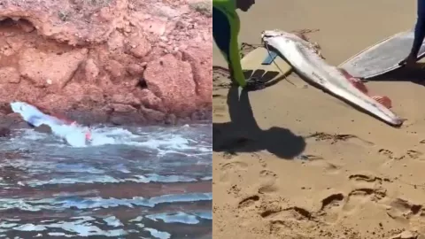 Peces Remo sismo 2025